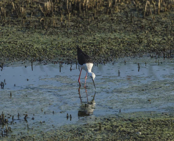 Cavaliere d 'Italia (Himantopus himantopus) poławiający w stawie — Zdjęcie stockowe