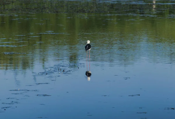 Cavaliere d 'Italia (Himantopus himantopus) poławiający w stawie — Zdjęcie stockowe