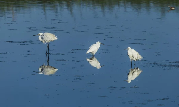 Drei weiße Seidenreiher stehen auf dem Wasser — Stockfoto