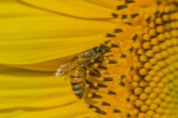 Honeybee raccoglie il polline dal girasole — Foto Stock
