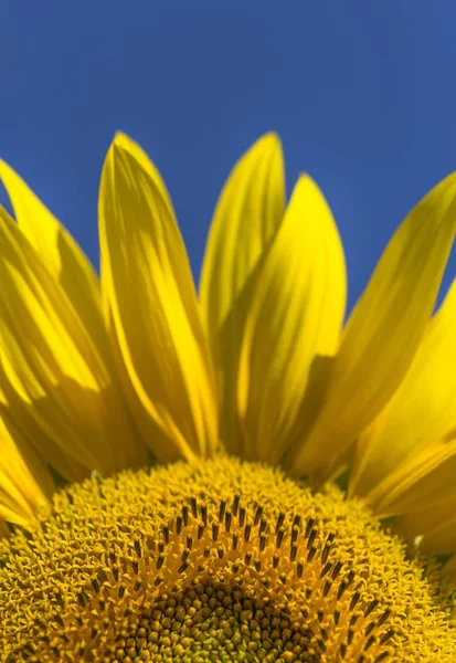 Leuchtend gelb und orange Foto einer Sonnenblume — Stockfoto