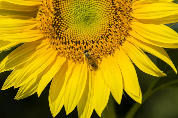 Honingbij verzamelt stuifmeel van de zonnebloem — Stockfoto