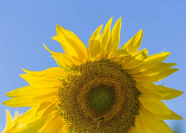 Honigbiene sammelt Pollen von Sonnenblumen — Stockfoto