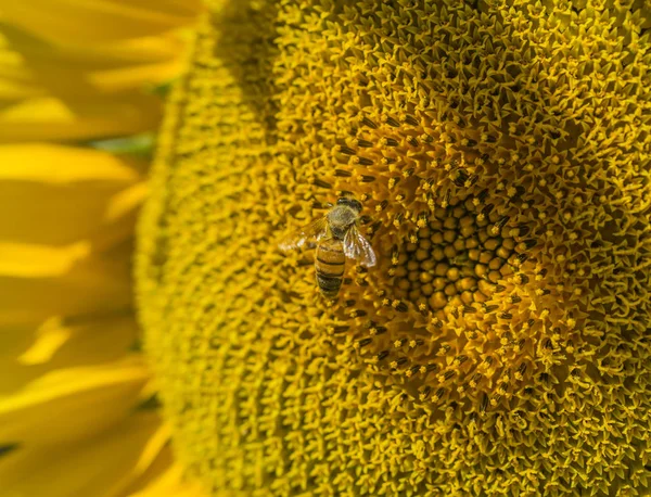 Honeybee collects pollen from sunflower — Stock Photo, Image