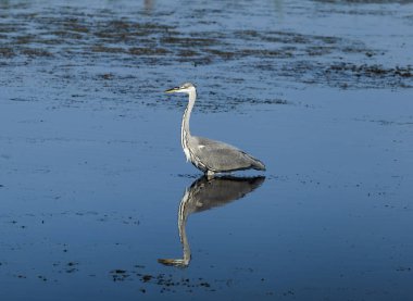 Mavi bir havuzda güzel gri balıkçıl balıkçılık