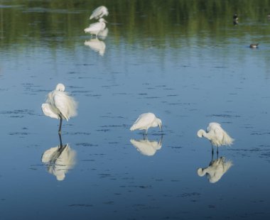 Üç küçük sorguçlar su üzerinde duran beyaz