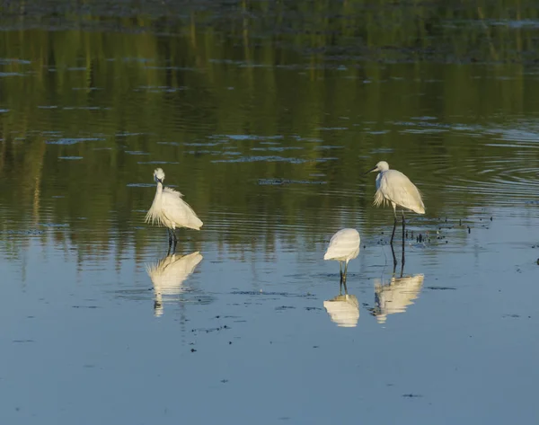 Three white little egrets standing on the water — Stock Photo, Image