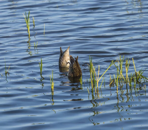 Dos Patos Hembra Busca Comida Bajo Agua Estanque Azul —  Fotos de Stock