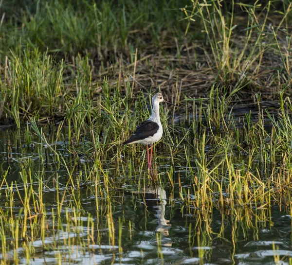 Cavaliere d 'Italia (Himantopus himantopus) angelt in einem Teich — Stockfoto