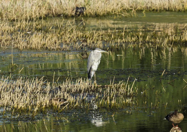 Grey heron fishing in a pond at sunset — Stock Photo, Image