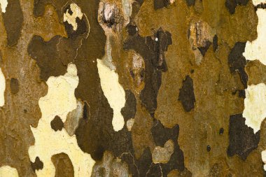 Çınar kabuğu, kahverengi kamuflaj, kumaşlar için ilham