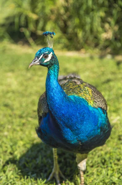 Male peacock in a tropical garden in Lisbon