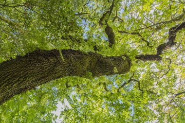 Güneş ışığı ile ağaç görünümü altından ararken