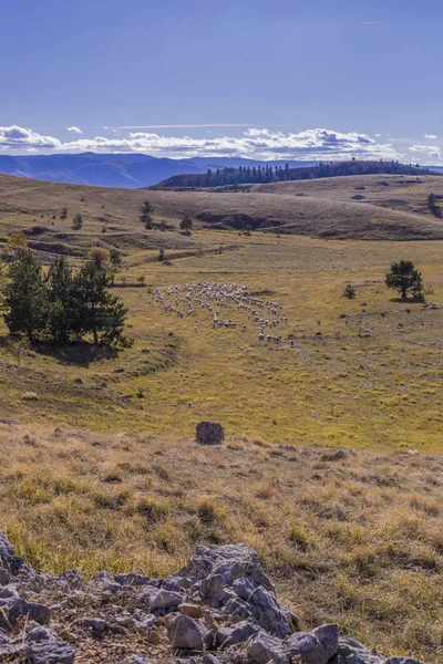 Owce Pasące Się Campo Imperatore Płaskowyżu Włochy — Zdjęcie stockowe