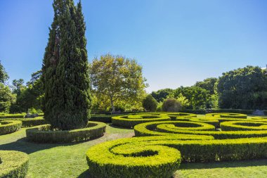 güzel şekil yeşil çit ağaçları kesti