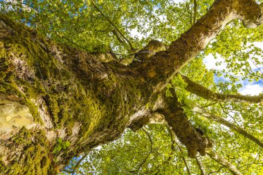 Güneş ışığı ile ağaç görünümü altından ararken