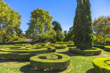 güzel şekil yeşil çit ağaçları kesti