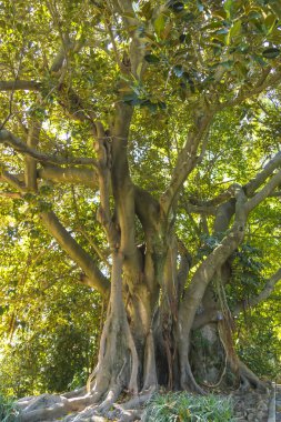 bir tropik bahçe içinde güzel bilinmeyen antik ağaç