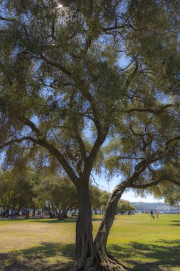 Yaz aylarında bir parkta ağaçların altında insanlar yenileme