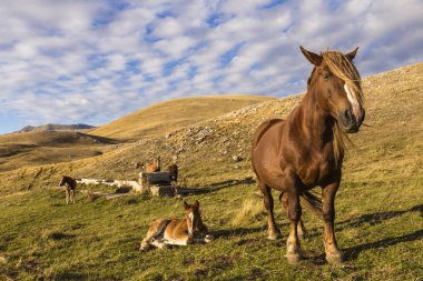 Güzel kahverengi atlar mavi gökyüzü altında teşkil etmektedir
