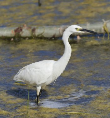 Suyun içinde balık yakalayan güzel bir balıkçıl.