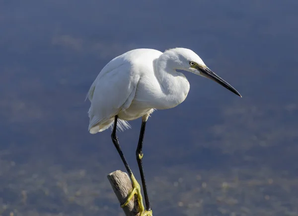 Linda Pequena Egret Captura Peixe Água — Fotografia de Stock