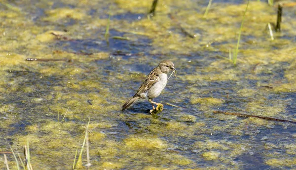 Gorrión Común Con Presa Una Rama Estanque —  Fotos de Stock