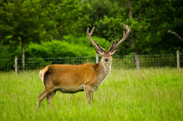 Red Deer on green meadow, Isle of Mull, Scotland