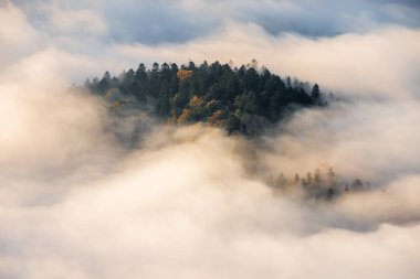 Puslu çam ağaçları