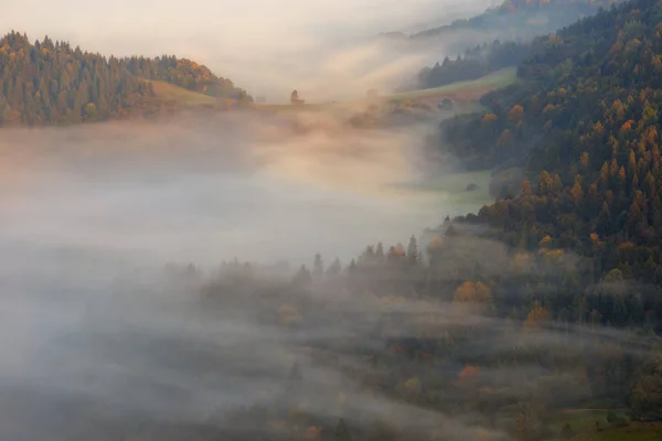 Pieniny dimmiga skogen — Stockfoto