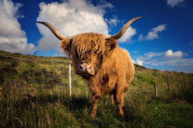 Skye üzerinde yayla inek