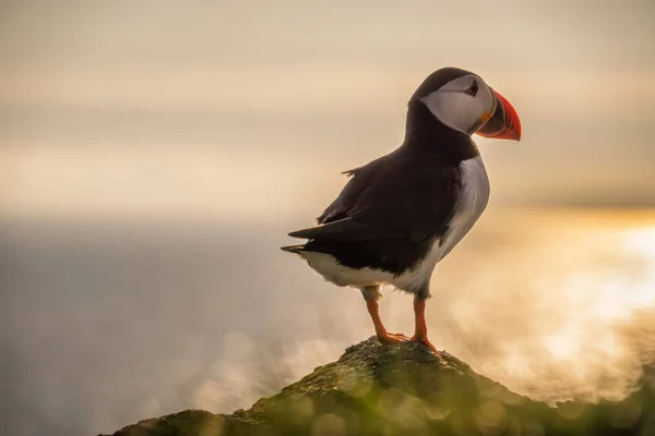 Mykines macareux coucher de soleil — Photo