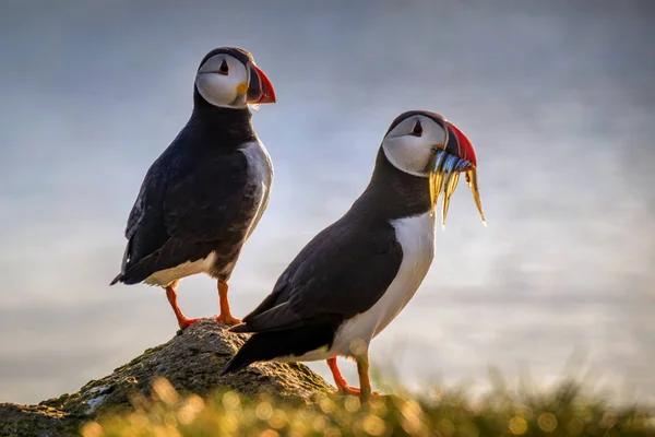 Фарерські puffins — стокове фото