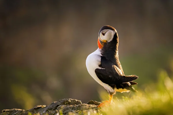 Продуманий puffin — стокове фото