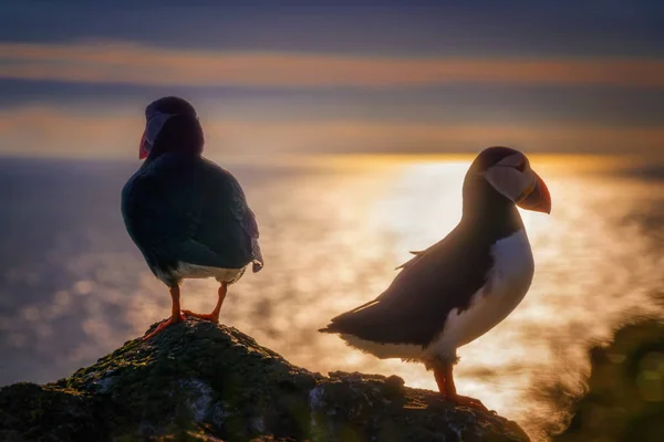 Puffin couple coucher de soleil — Photo