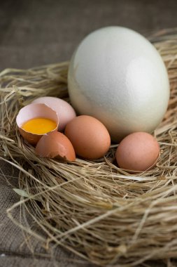 Devekuşu yumurta, yumurta halk saman üzerinde.
