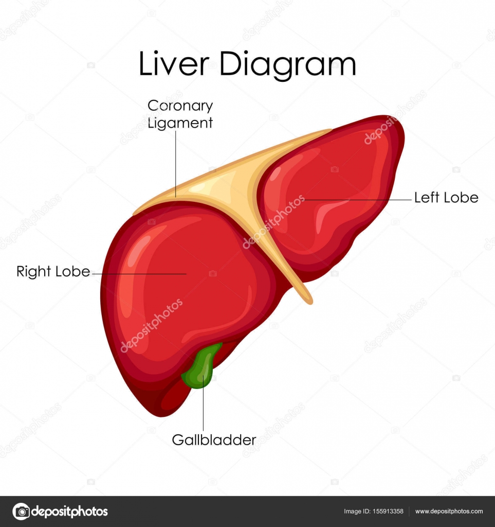 Medical Education Chart of Biology for Liver Diagram — Stock Vector