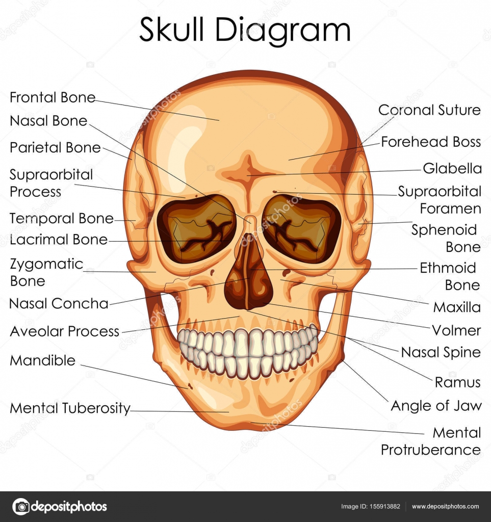 Human skull bones structure diagram science Vector Image