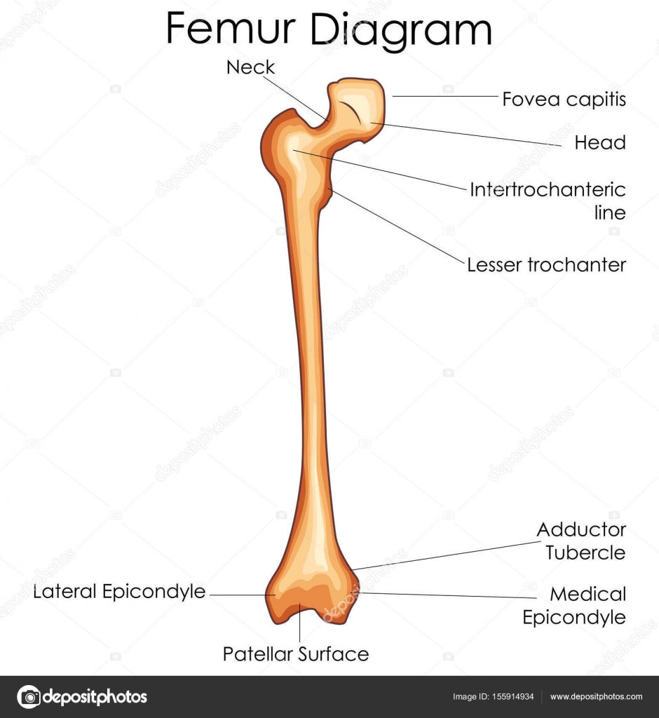 Femur Bone Diagram