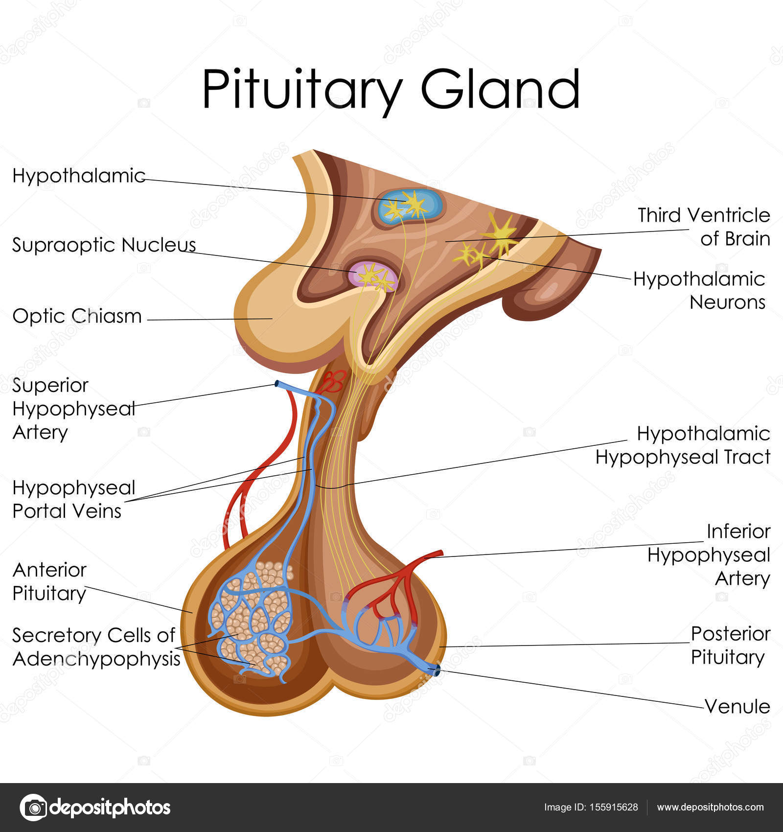 Human Gland Chart