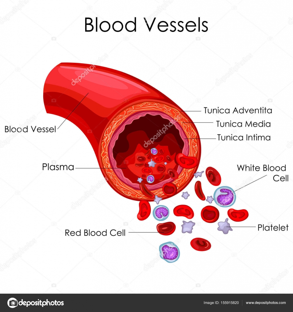  DIAGRAM Human Blood Vessel Diagram MYDIAGRAM ONLINE