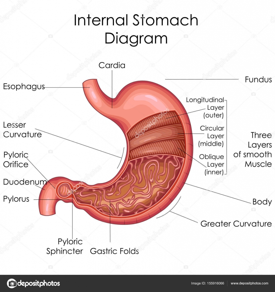 diagram of stomach education chart of biology for stomach diagram diagram of stomach education chart of biology for stomach diagram