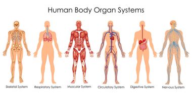 Biyoloji insan vücudu Organ sistem diyagramı için tıp eğitimi çizelgesi