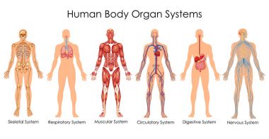 Medical Education Chart of Biology for Human Body Organ System Diagram clipart