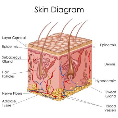 Tıbbi eğitim grafik cilt diyagram için biyoloji