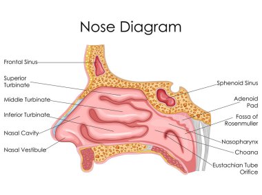 Tıbbi eğitim grafik burun diyagram için biyoloji