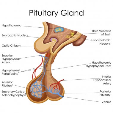 Medical Education Chart of Biology for Pituitary Gland Diagram clipart
