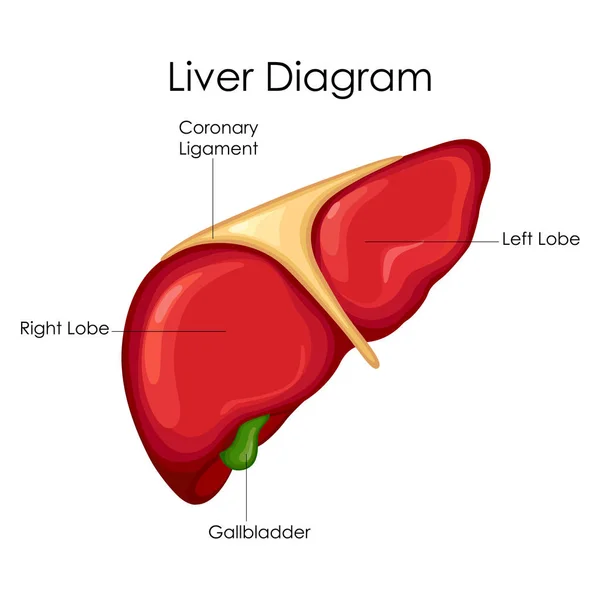 Medical Education Chart of Biology for Liver Diagram — Stock Vector