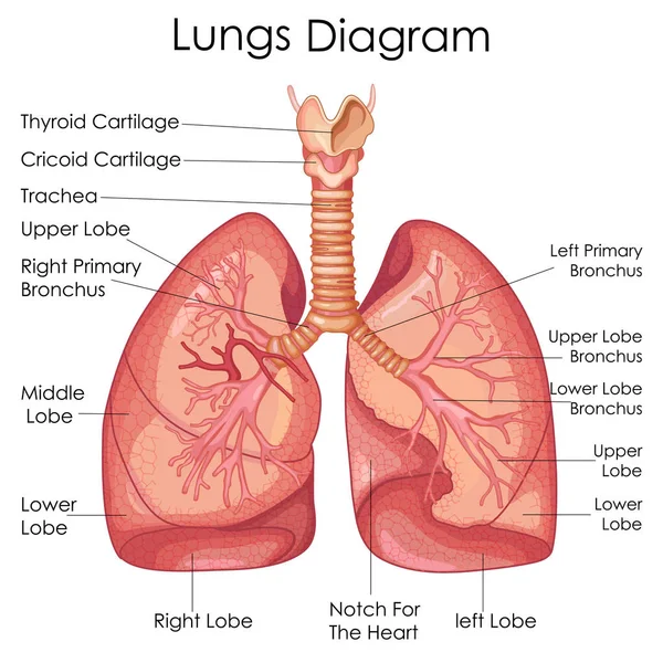 Medicinsk utbildning diagram av biologi för lungorna Diagram — Stock vektor