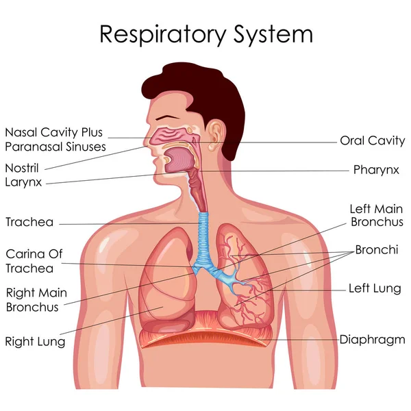 Gráfico de Educação Médica de Biologia para Diagrama do Sistema Respiratório — Vetor de Stock